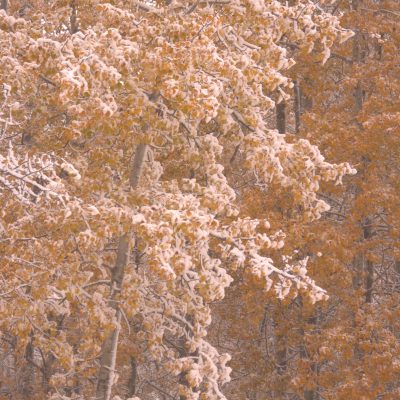 Golden leaves covered in snow.