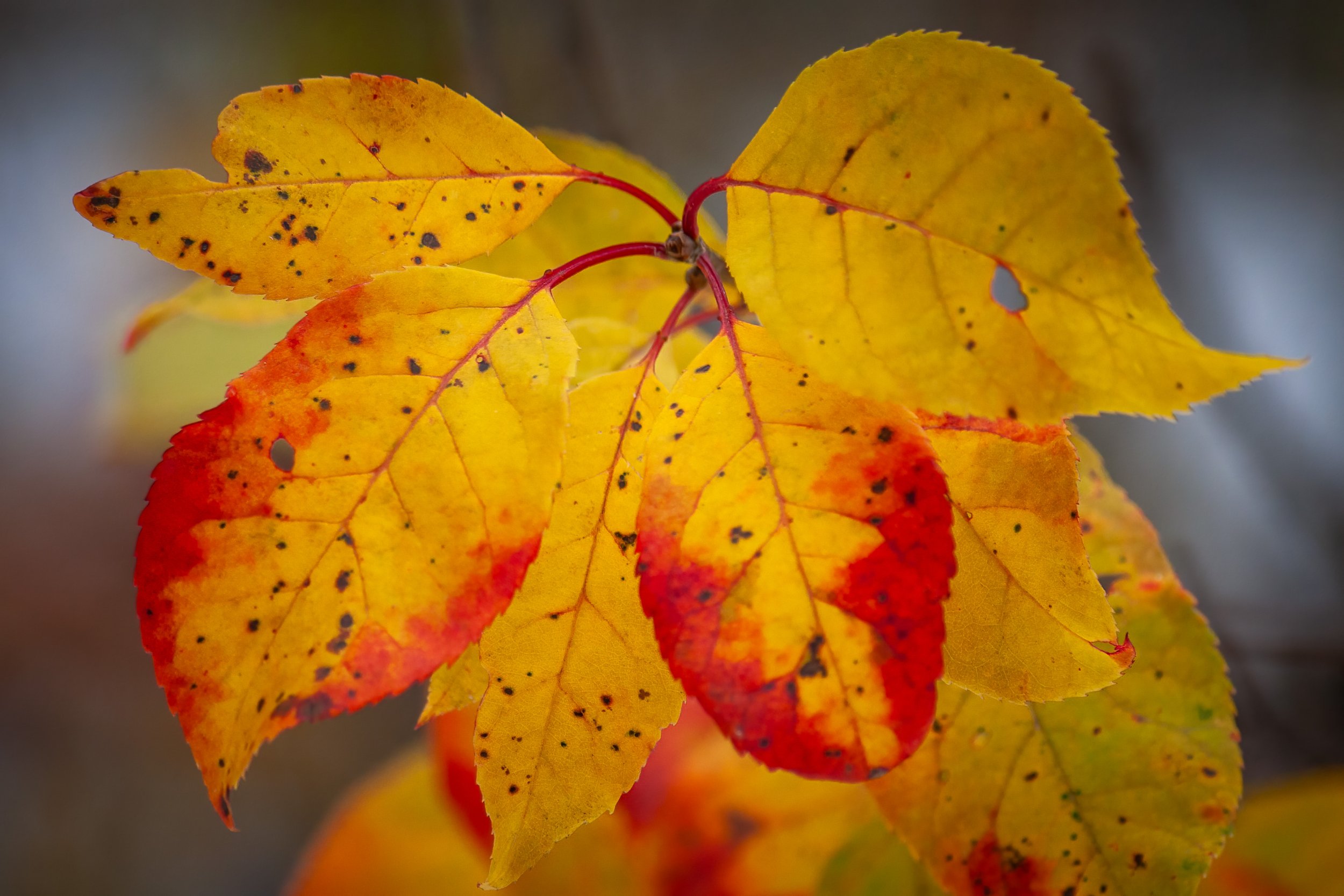 An explosion of red tinged yellow colour in fall leaves in my campsite this Thanksgiving weekend. Yay fall.