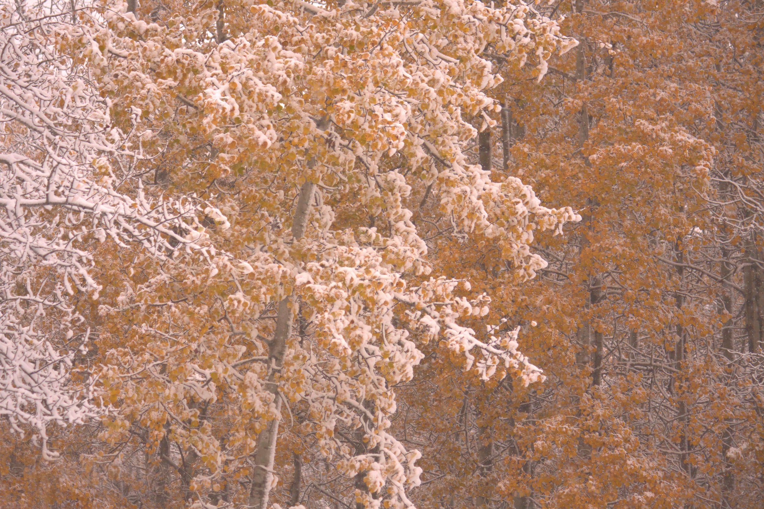 Golden leaves covered in snow.